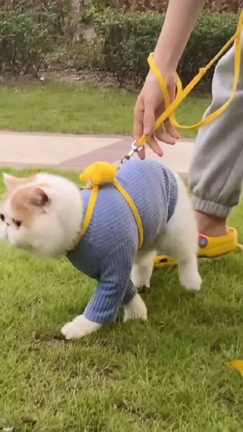 加菲最新爆料视频播放,娱乐圈幕后真相大曝光!